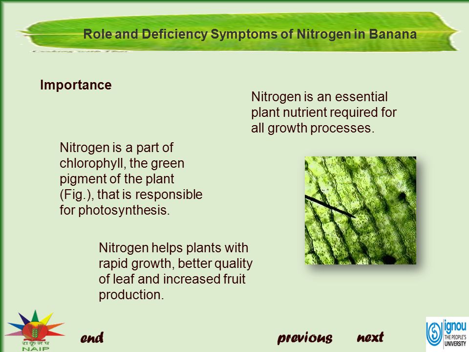 What Is the Function of Chlorophyll?